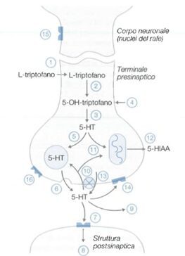 Nella figura è mostrato il percorso della serotonina. Viene sintetizzata a partire dal triptofano all’interno del neurone pre-sinaptico, conservata nelle vescicole e infine rilasciata all’esterno. [Crediti: Farmacologia generale e molecolare]