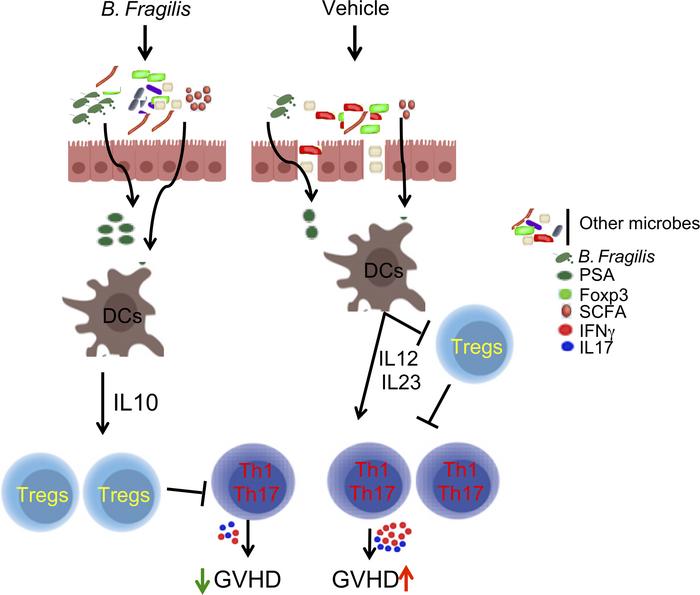 Graft-Versus-Host Disease (GVHD) E Microbiota Intestinale