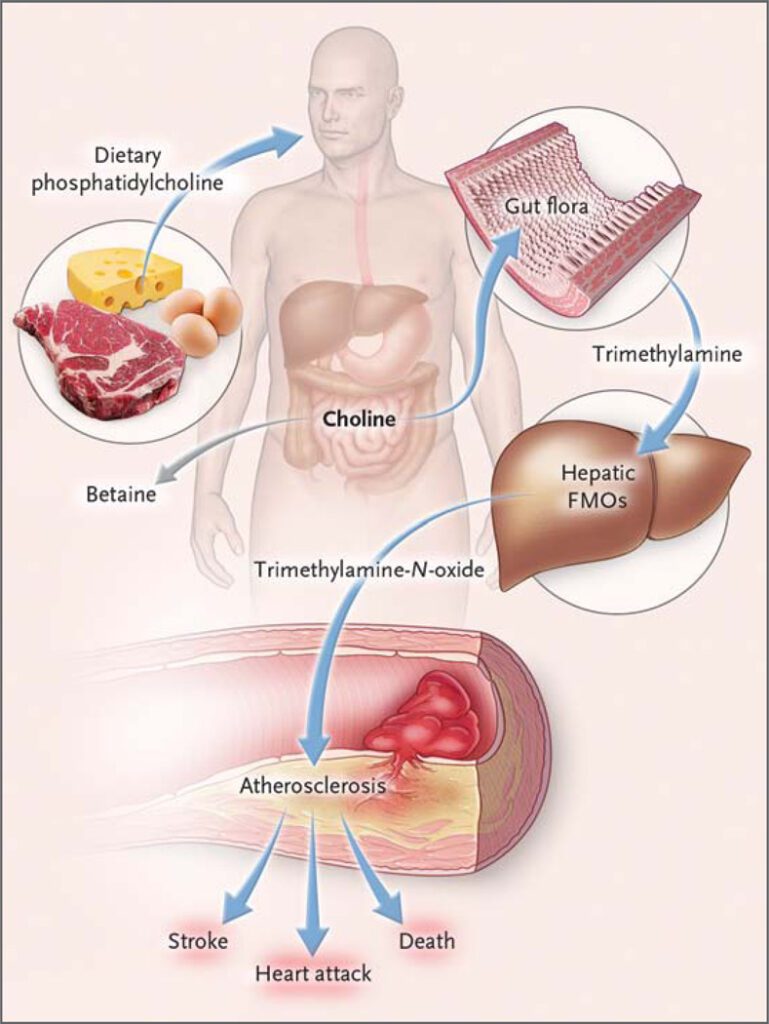 I nutrienti contenenti colina che raggiungono il cieco e l'intestino crasso possono servire da carburante per il microbiota intestinale, producendo trimetilammina (TMA). 
La TMA viene ulteriormente ossidata rapidamente a trimetilammina-N-ossido (TMAO) dalle monoossigenasi contenenti flavina epatica (FMO). Il TMAO aumenta l'accumulo di colesterolo nei macrofagi, l'accumulo di cellule schiumose nelle pareti delle arterie e l'aterosclerosi, tutti fattori associati ad un aumentato rischio di infarto, ictus e morte.
Se non si ha un consumo elevato di cibi animali si produce meno disbiosi e meno TMAO. Possiamo quindi dire che per avere un cuore sano dobbiamo mantenere un intestino sano. Intestino sano cuore sano
