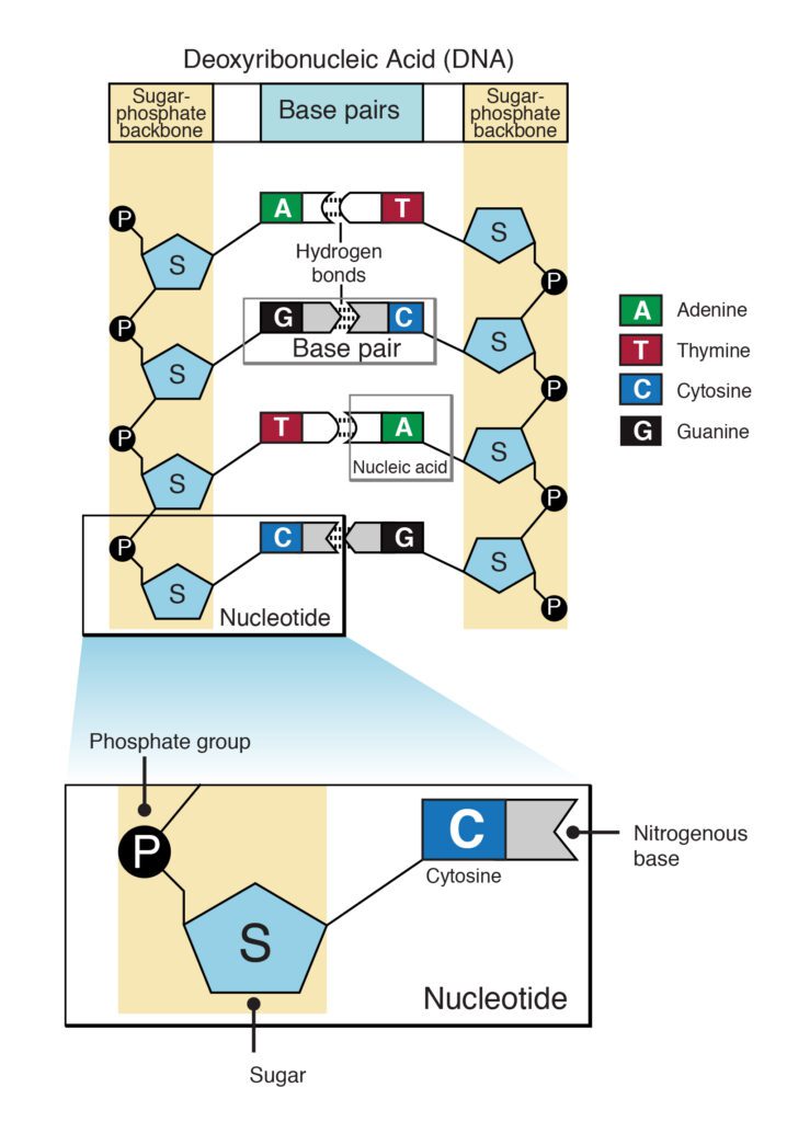 Struttura generale del DNA 