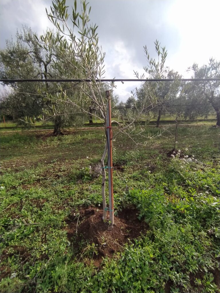 Albero di olivo durante la fase iniziale della malattia