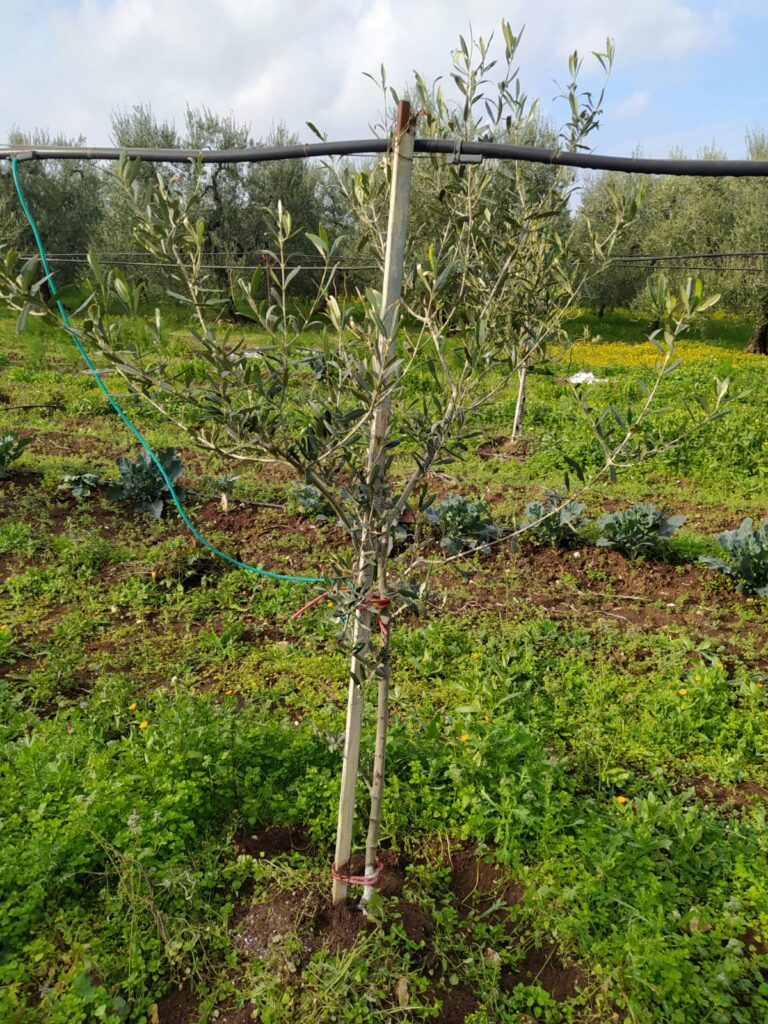 Giovane albero di olivo in buona salute