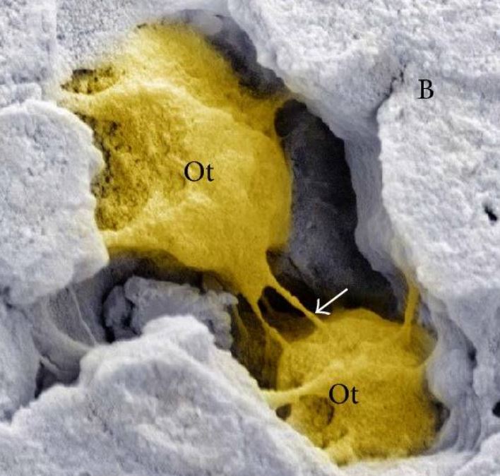 Tessuto osseo: osteociti