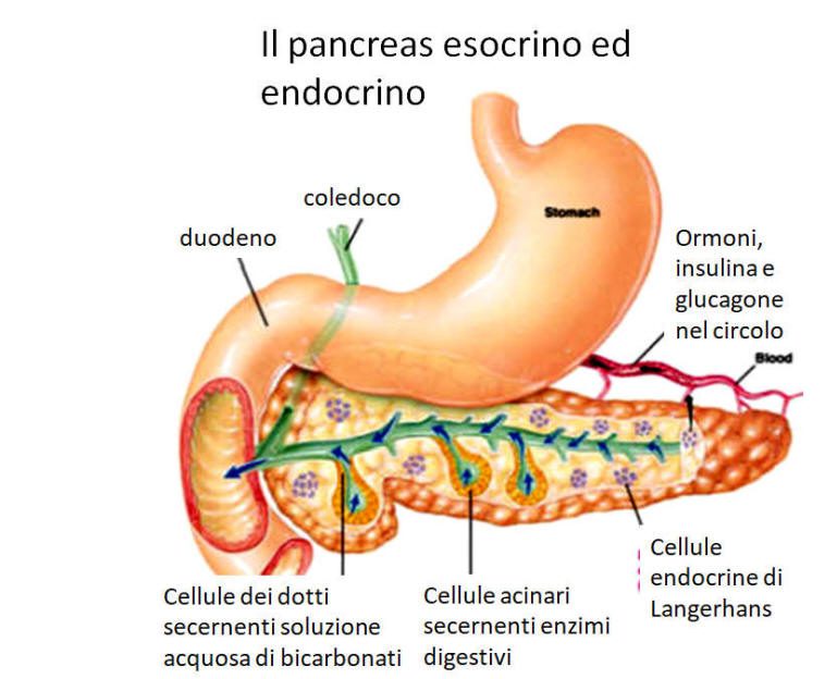 Il pancreas è costituito da una componente esocrina (acini) e una componente endocrina (isole di Langerhans). Una scorretta alimentazione può alterare profondamente il corretto funzionamento della componente ghiandolare