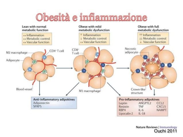 Confronto tra adipociti di un soggetto normale e di un soggetto obeso