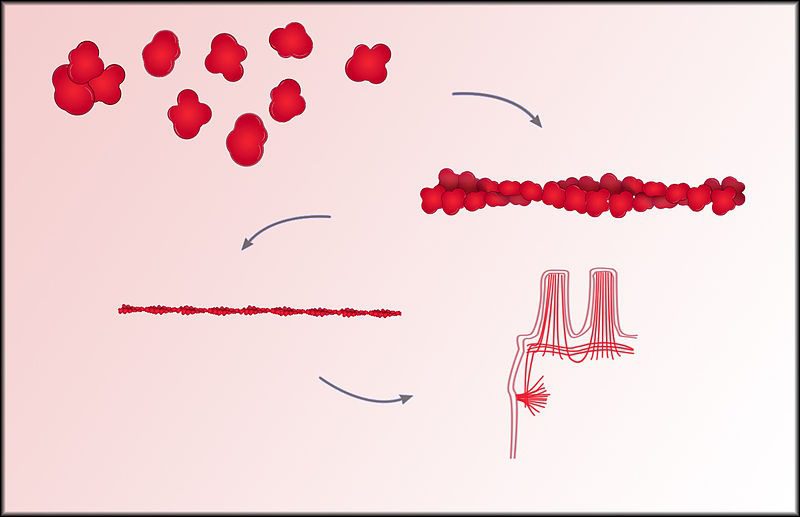 Rappresentazione di un microfilamento citoscheletro