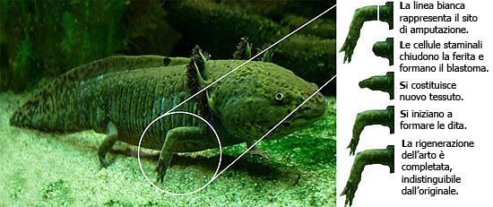 Rigenerazione di un arto nell'Axolotl