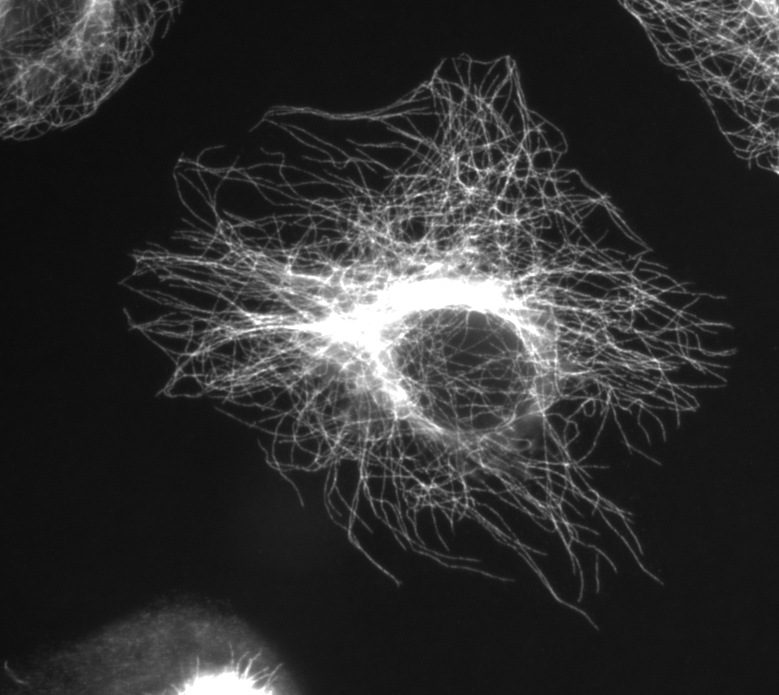 Microtubuli in una cellula 