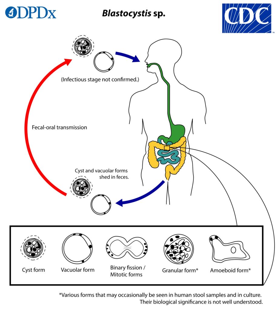 Ciclo vitale di Blastocystis sp. 