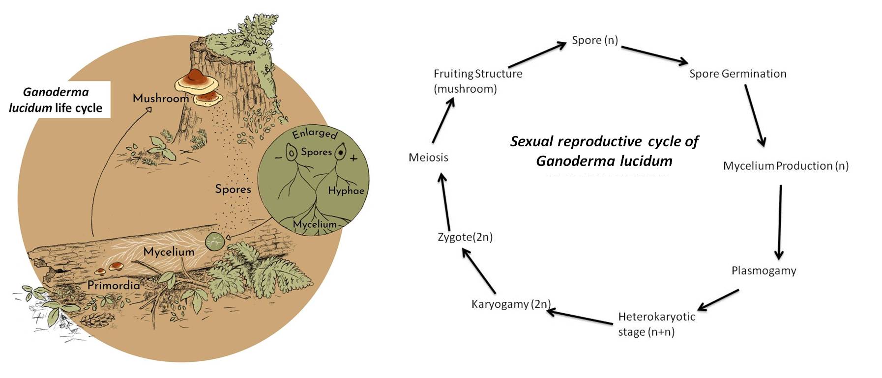 Figura 4 – Ciclo biologico e ciclo di riproduzione sessuata del G. lucidum