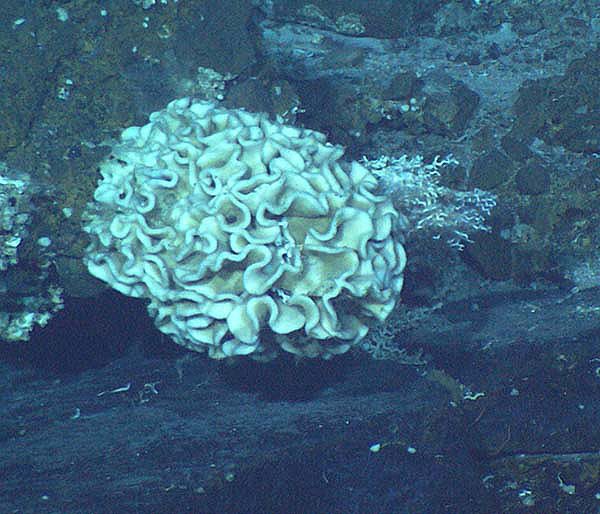 Xenophyophora su seamount