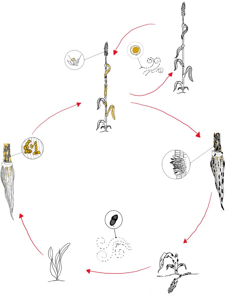 Ciclo di sviluppo della ruggine gialla del frumento.