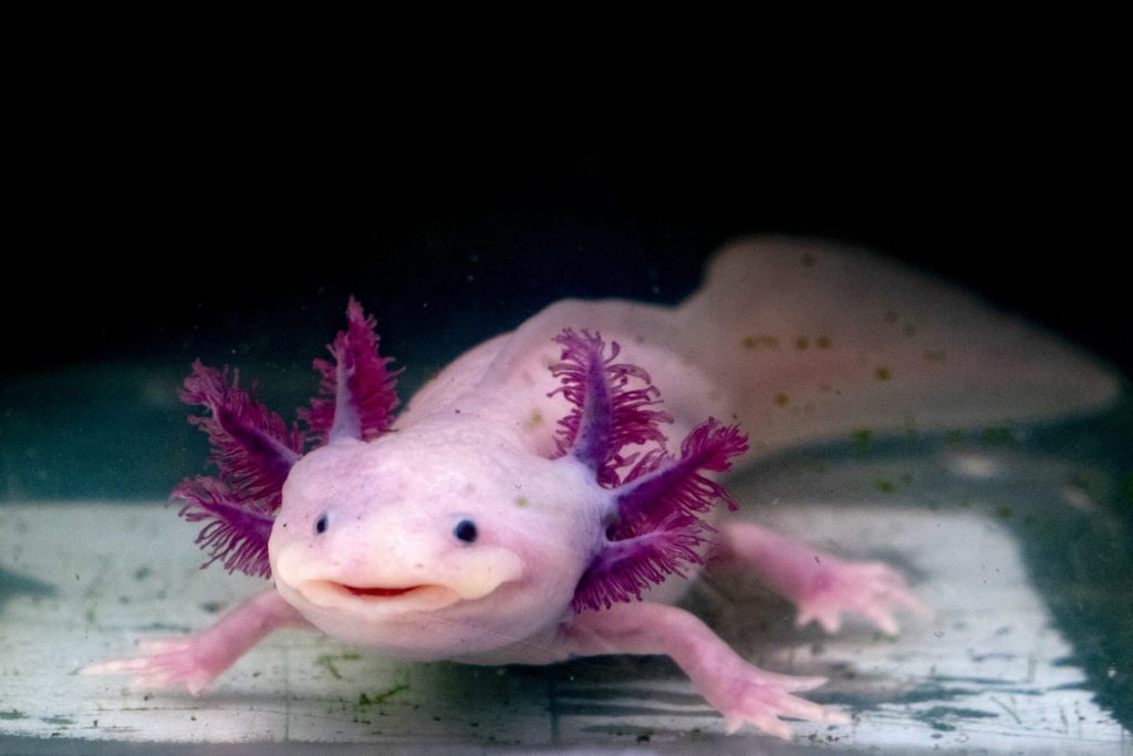 Esemplare di axolotl