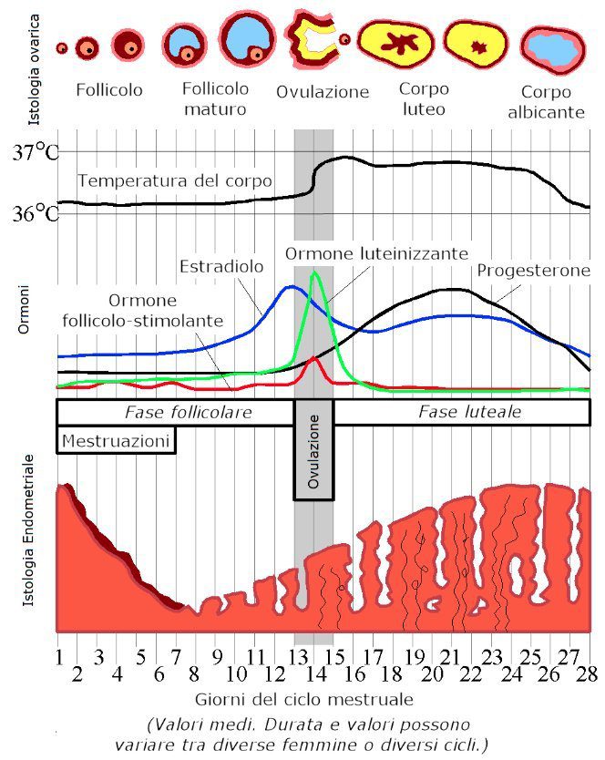 Apparato Genitale Femminile Strutture E Funzioni Degli Organi 8525