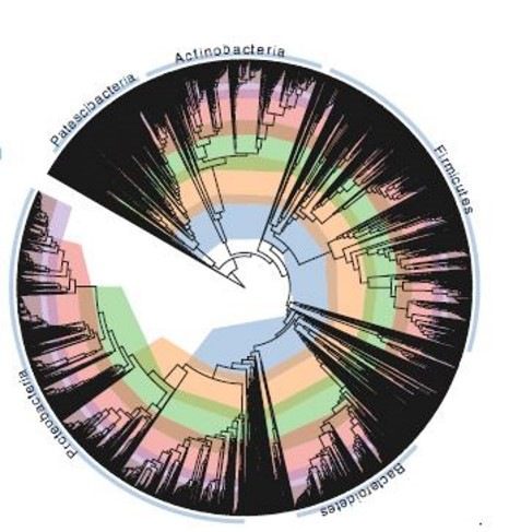 Esempio di albero in forma radiale filogenesi batterica
