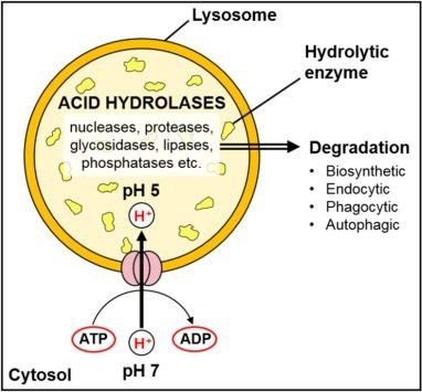 lisosomi: Il contenuto acido all'interno del lisosoma viene mantenuto da una pompa protonica che trasporta attivamente protoni dal citosol ai lisosomi. 