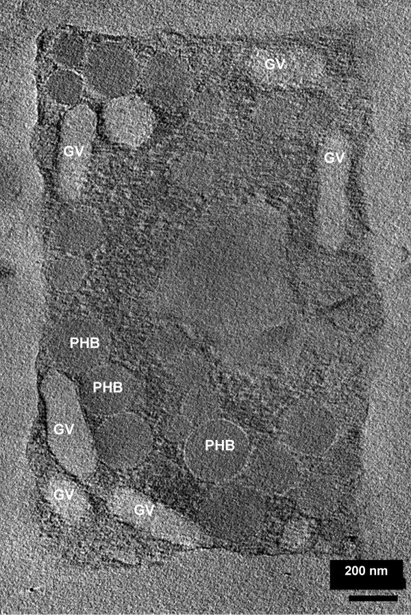 Figura 2 - Immagine tomografica elettronica di una singola cellula quadrata di H. walsbyi. Ai bordi della cellula si trovano le vescicole di gas (GV), mentre i corpi circolari densi di elettroni sono polimeri di acido poli-3-idrossi-butirrico (PHB)