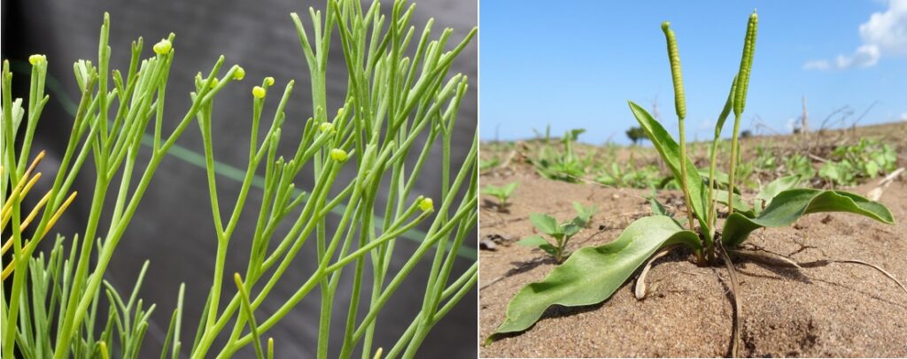 Psilotum e Ophioglossum, Pteridofite