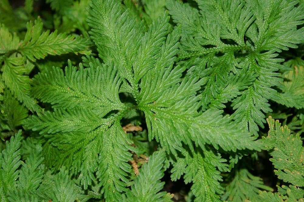 Selginella umbrosa, Selaginellaceae, Pteridofite