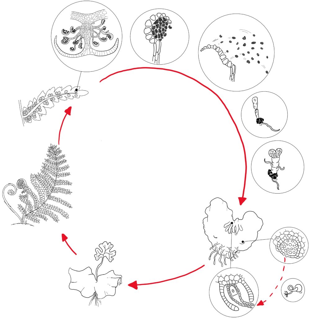 Pteridofite, ciclo riproduttivo (Polypodiopsida)