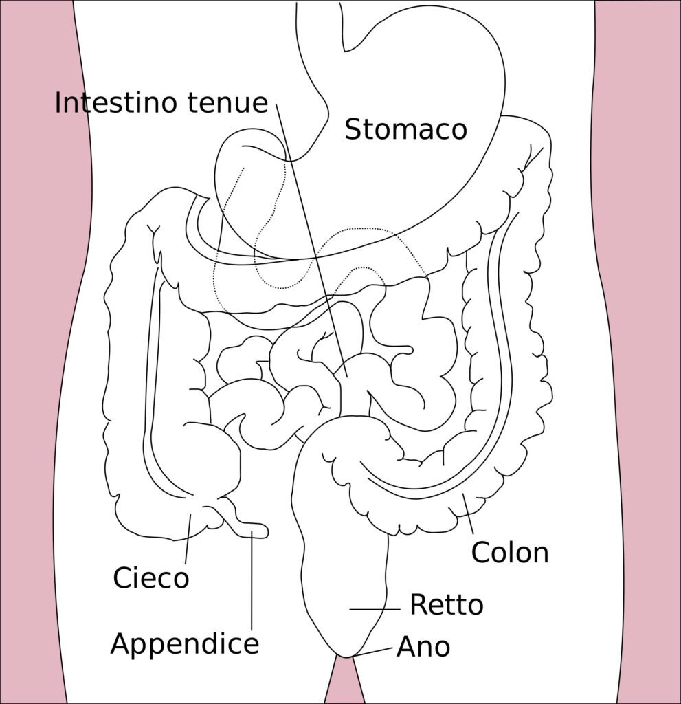 Apparato digerente - La sindrome del colon irritabile