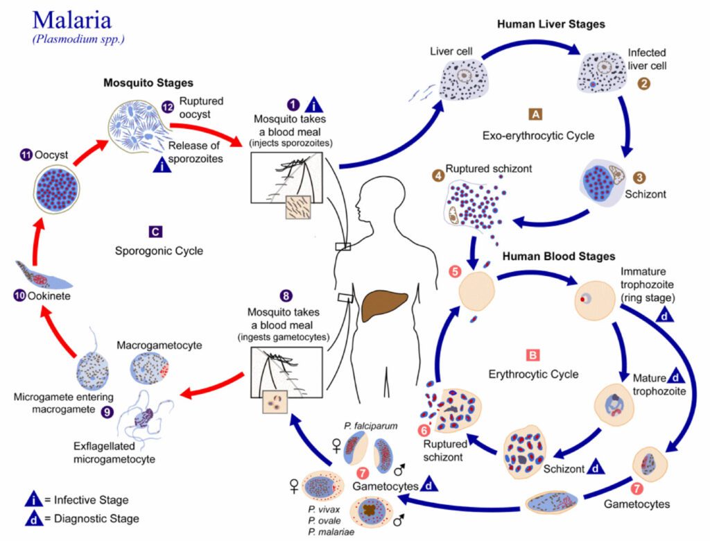 ciclo biologico della malaria.