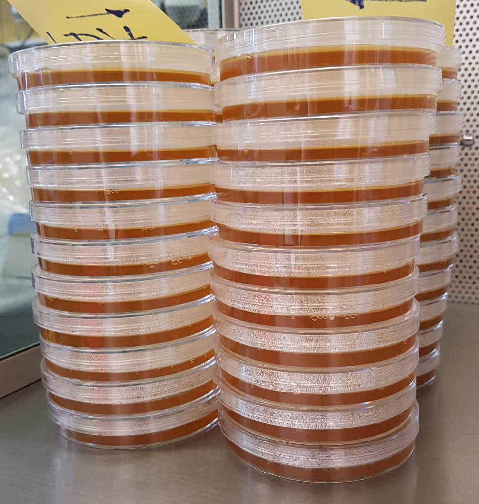 Malt extract agar