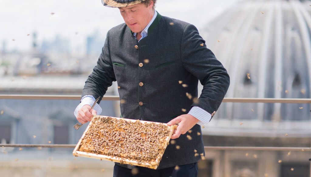Le api mellifere, in città, allevate nonostante i molti parassiti in agguato. Come il Nosema.
