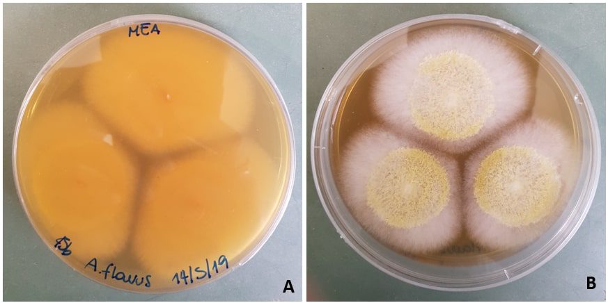 Aspergillus flavus su mea