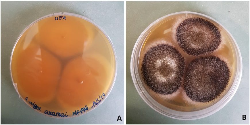 Aspergillus niger awamori su mea