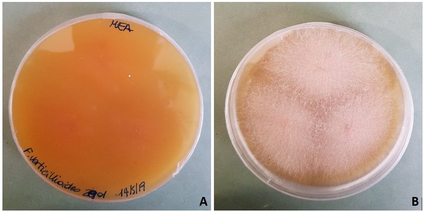 Fusarium verticillioides su mea