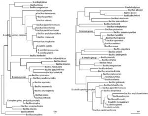 The Bacillus Genus: Identification Techniques And Potential Applications