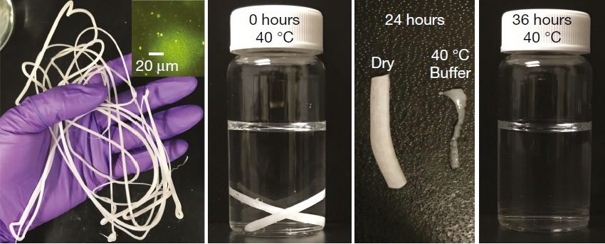 Fotografia del processo di biodegradazione del policaprolattone a soli 40 °C per 36 ore in presenza di enzimi lipasi. 