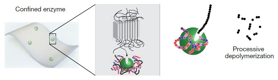 Rappresentazione schematica dell’innovativo materiale polimerico contenente enzimi immobilizzati su nanoparticelle che in opportune condizioni chimico-fisiche accelerano il processo di biodegradazione della plastica. 