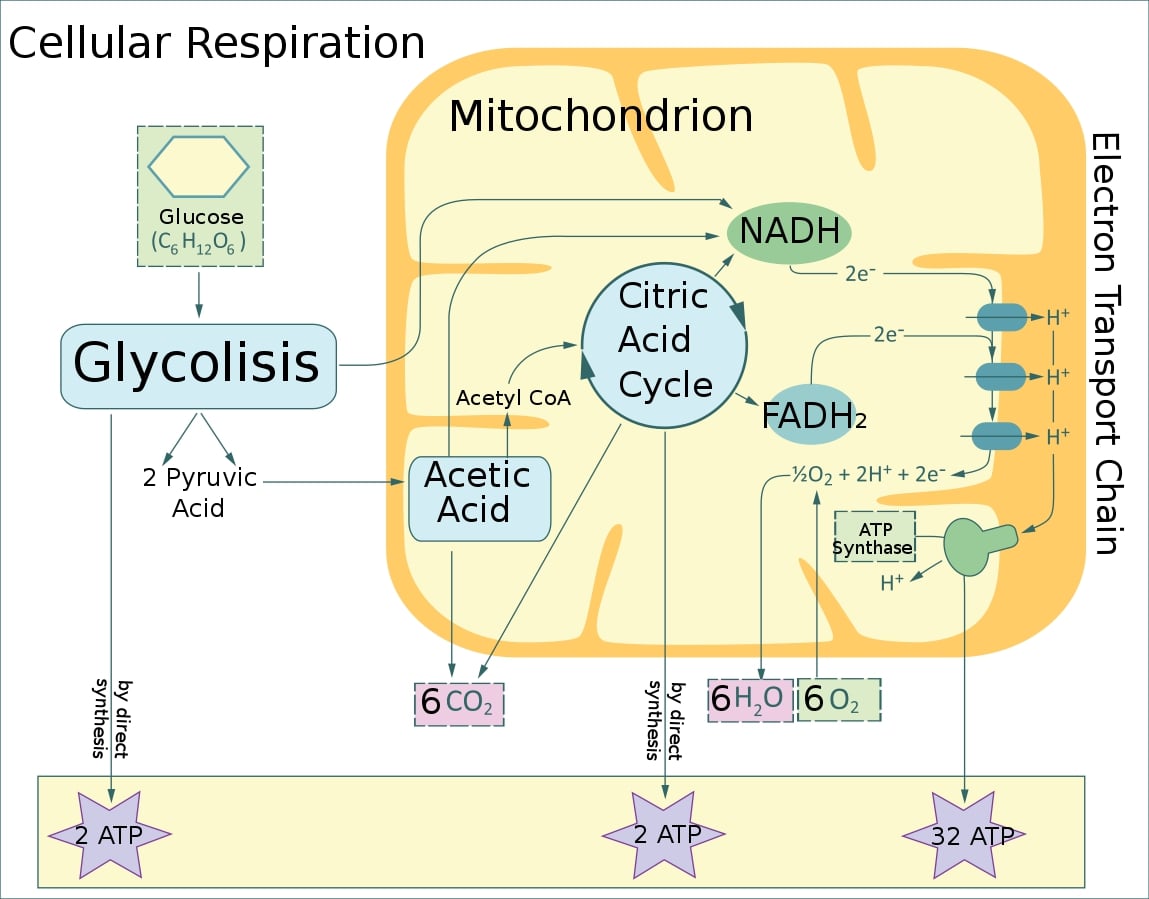 Mitochondria: structure, aerobic respiration and mitochondrial disease