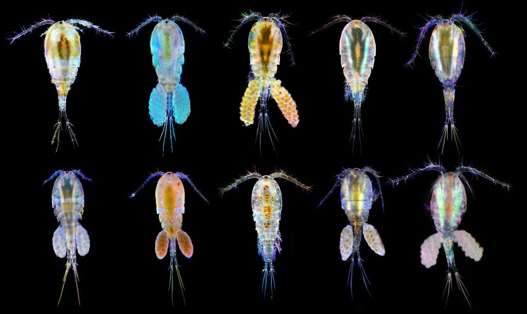 Copepodi