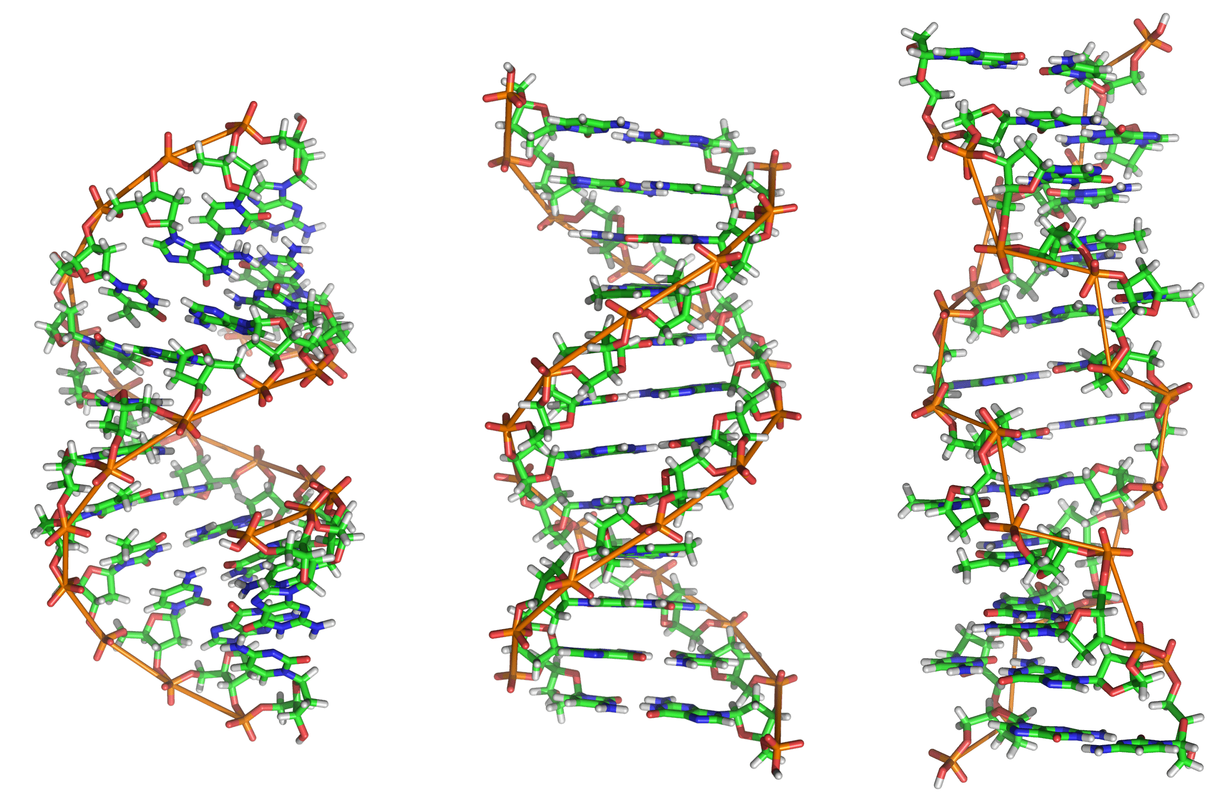 Meccanismi Di Riparazione Dei Danni Al DNA - Microbiologia Italia