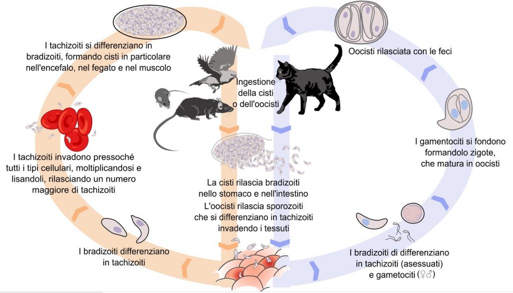 Ciclo Toxoplasma gondii