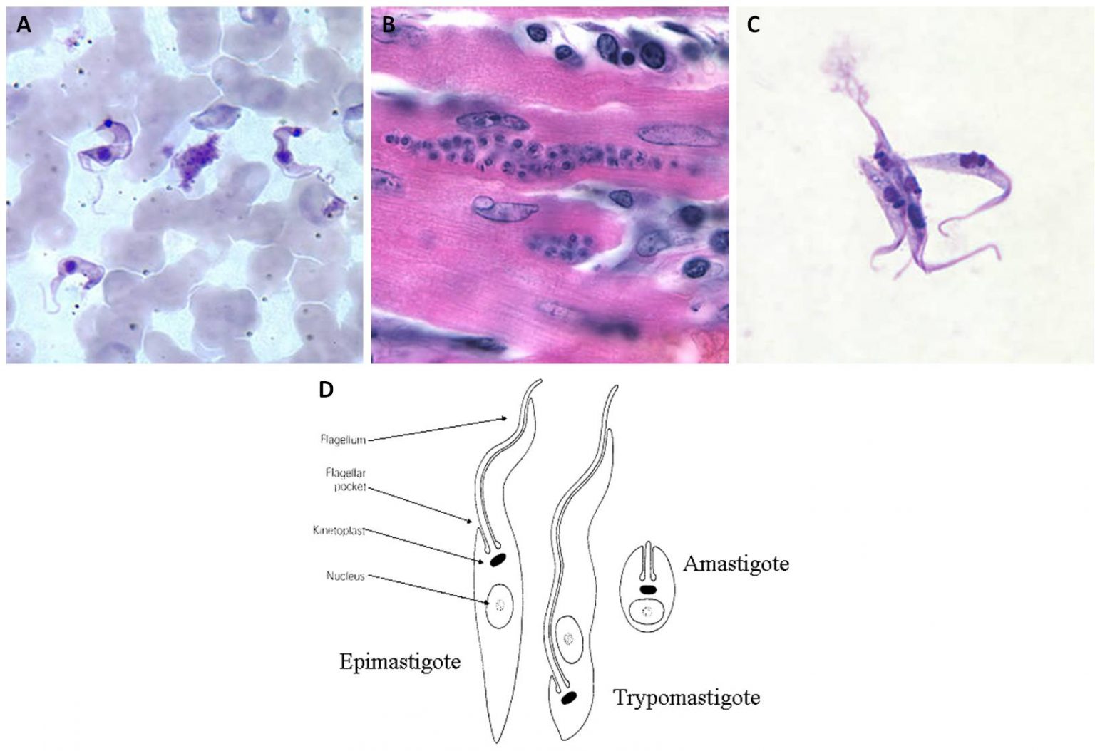 Trypanosoma Cruzi Scheda Parassitologica E Approfondimenti 4858