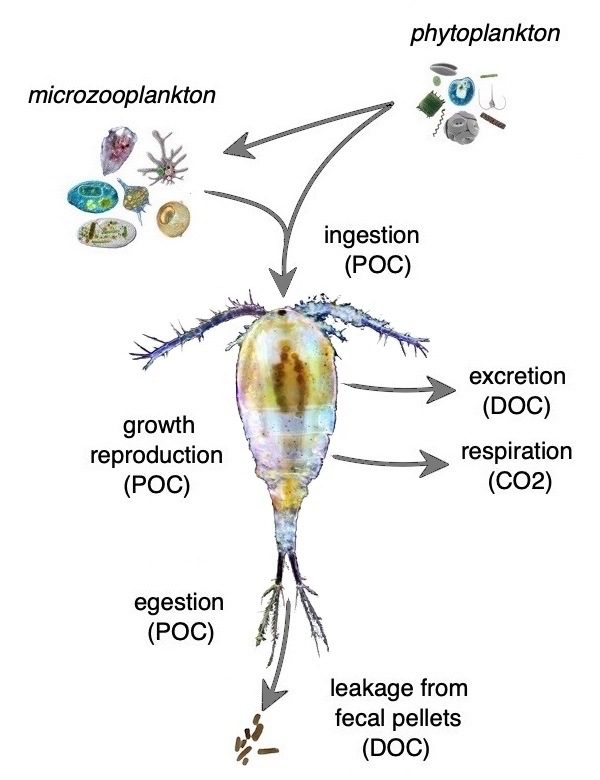 Ruolo ecologico copepodi