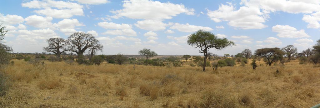 La savana africana iena e leone toxoplasma gondii