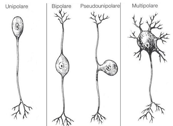 Classificazione strutturale dei neuroni 

