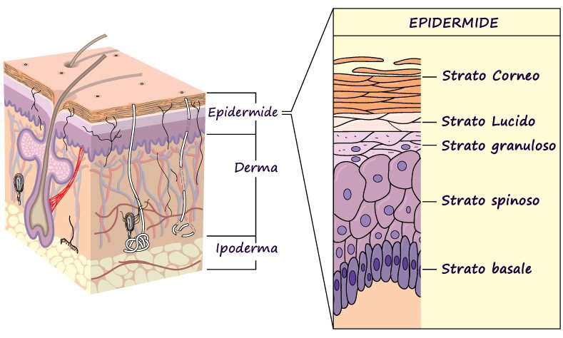 L'epidermide è lo strato più esterno, ci protegge dalle tossine, dai batteri e dalla perdita di liquidi. Consiste di 5 sotto-strati di cellule cheratinocitiche. Queste cellule, prodotte nello strato basale più interno, migrano verso la superficie della pelle. Mentre migrano, maturano e vengono sottoposte ad una serie di trasformazioni. E' questo processo, conosciuto come cheratinizzazione (o corneificazione), che rende ogni sotto-strato diverso da un altro. Partendo dal basso, osserviamo: strato basale, strato spinoso, strato granuloso, strato lucido, strato corneo.