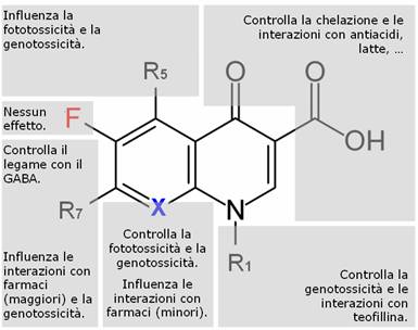 Relazione struttura attività dei chinoloni