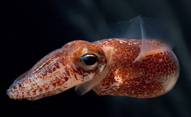 calamari bioluminescenti della specie euprymna scolopes in simbiosi con Vibrio fischeri