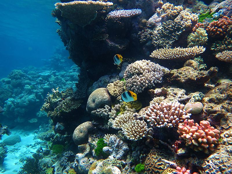 L'importanza delle spugne nel reef