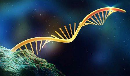 Figura 1 - Molecola di RNA