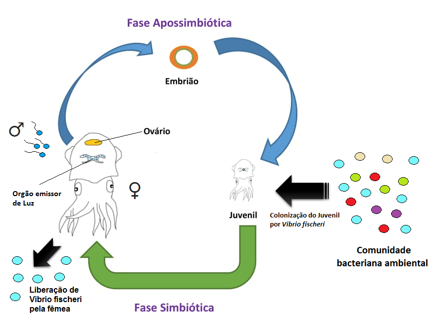 Vibrio fischeri Euprymna scolopes 