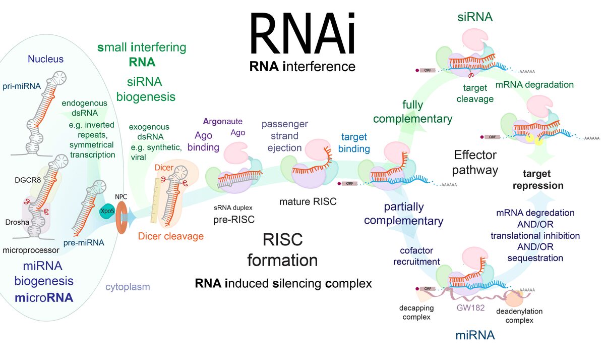 Schema del meccanismo RNAi