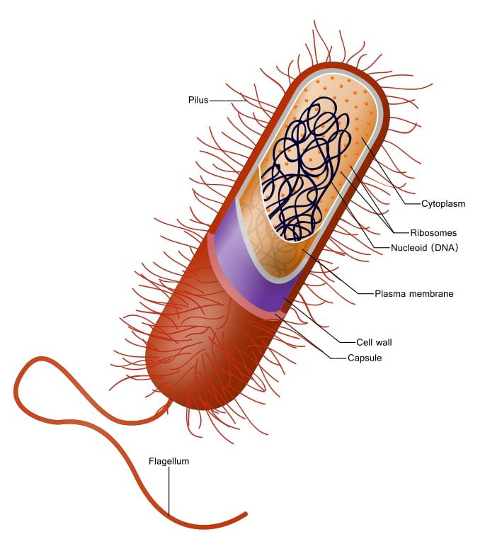 Bacterial capsule polysaccharides